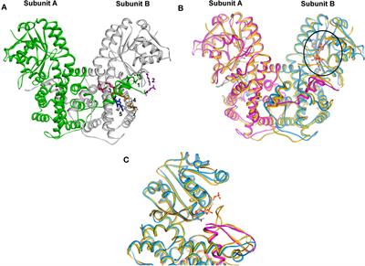 Challenges in drug discovery and description targeting Leishmania spp.: enzymes, structural proteins, and transporters